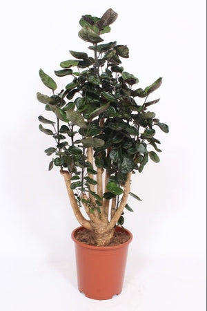 Polyscias Fabian Houseplant – 27cm Pot, 140cm Tall