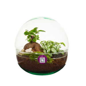 Medium Glass Terrarium – 19cm
