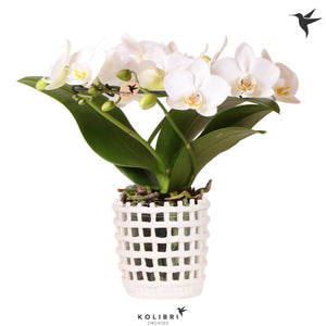 White Phalaenopsis Orchid ‘Kolibri Halo’ – 9cm Pot