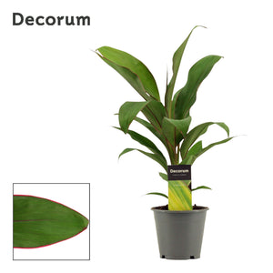 Cordyline Salsa – 12cm Pot, Approx. 40cm High