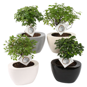 Mixed Indoor Bonsai Tree in Ceramic Pot – 19cm