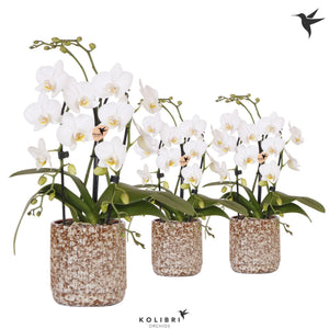 White Phalaenopsis Orchid with Ceramic Ring – 9cm Pot