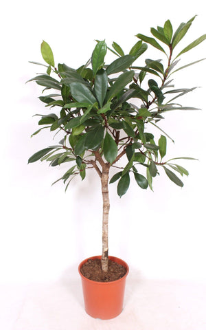 Ficus cyathistipula African Fig – 30cm Pot, Approx. 140cm