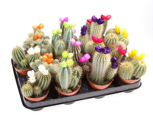 Mixed Cactus with Strawflower – 8.5cm Pot