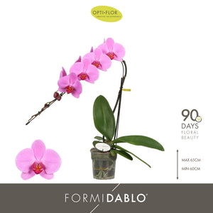 Pink Phalaenopsis Orchid 'Havasu Falls' – 12cm Pot