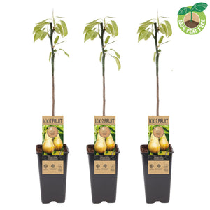 Conference Pear Tree (Pyrus communis) – 15cm Pot
