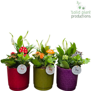 Autumn Mixed Plant Arrangement – 14cm Ceramic Pot