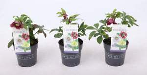Red Hellebore ‘Pretty Ellen’ – 12cm Pot