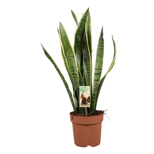 Snake Plant (Sansevieria trifasciata) – 21cm Pot, 75cm