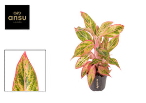 Aglaonema ‘Jungle Nectarine’ – 12cm Pot