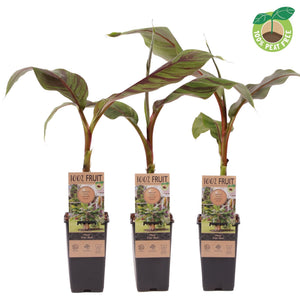 Red Banana Plant (Musa 'Ever Red') – 15cm Pot
