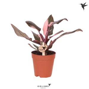 Pink Princess Philodendron – 9cm Pot