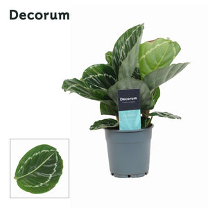 Calathea 'Grimson Green' – 12cm Pot, 30cm High