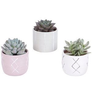 Mixed Succulent Arrangement – Tuvalu Ceramic Pot, 10cm