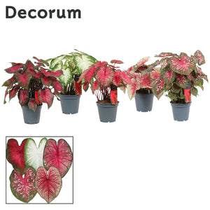 Mixed Caladium Houseplant – 17cm Pot, 50cm High