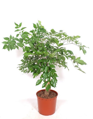 Chinese Aralia (Heteropanax chinensis) – 34cm Pot, 160cm High
