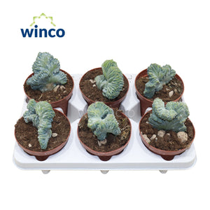Crested Blue Candle Cactus (Myrtillocactus geometrizans f. cristata) – 12cm Pot