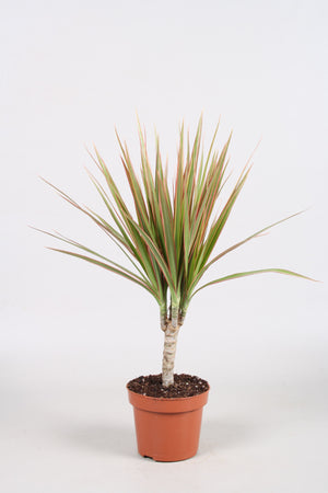 Dracaena Marginata Houseplant – 12cm Pot