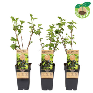 Titania Blackcurrant (Ribes nigrum) – 15cm Pot