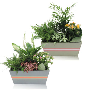 Oval Wooden Plant Arrangement – 25cm
