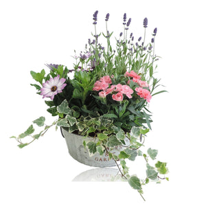 Ornamental Zinc Pot Arrangement – 21cm Pot