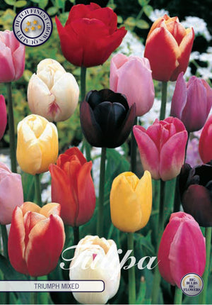 Mixed Triumph Tulip Bulbs – 12/+ Bulb Size