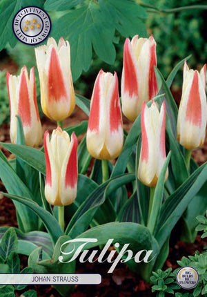 Tulipa kaufmanniana ‘Johan Strauss’ Spring Flower Bulbs