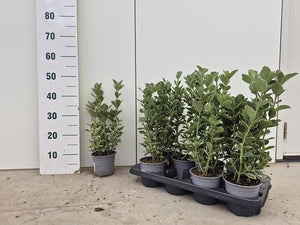 Japanese Spindle Tree (Euonymus japonicus) – 13cm Pot