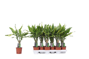 Dracaena fragrans ‘Golden Coast’ – 11cm Pot