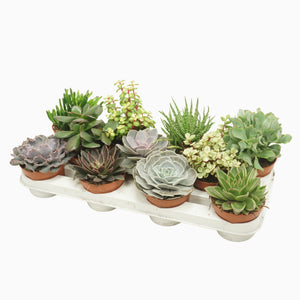 Mixed Succulent Collection – 10.5cm Pot