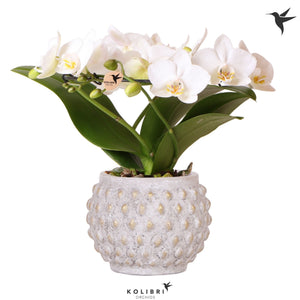 White Phalaenopsis Orchid ‘Kolibri Halo’ – 9cm Pot
