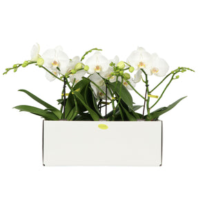 White Phalaenopsis Orchid – 12cm Pot, 40cm High