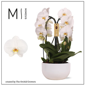 White Phalaenopsis Orchid Arrangement – 26cm Ceramic Pot