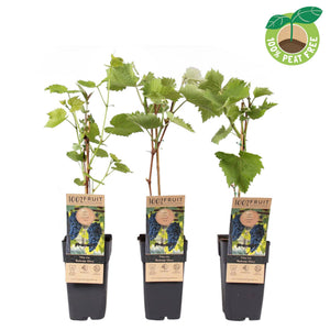 Boskoop Glory Grape Vine (Vitis vinifera) – 15cm Pot