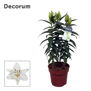 White Oriental Lily (Lilium) – 17cm Pot