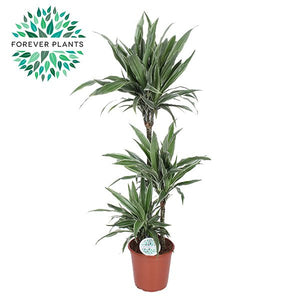 Dracaena Warneckii Dragon Tree – 24cm Pot, 125cm High