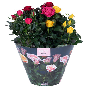 Mixed Patio Rose ‘Hit Carnaval’ – 23cm Pot