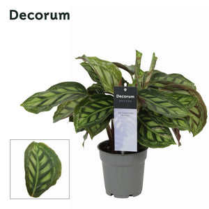 Calathea 'Moonlight' – 12cm Pot, 30cm High