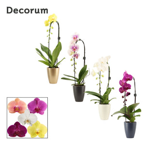 Mixed Phalaenopsis Orchid – 2 Stem, 12cm Ceramic Pot
