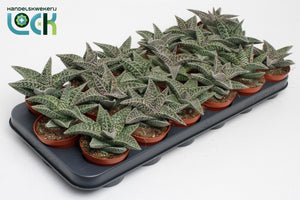 Gasteria ‘Aveo’ Succulent – 8.5cm Pot