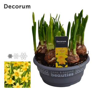 Tête-à-Tête Daffodil (Narcissus) – 16cm Pot