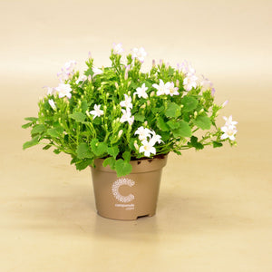 White Campanula ‘Port Ice’ – 11cm Pot