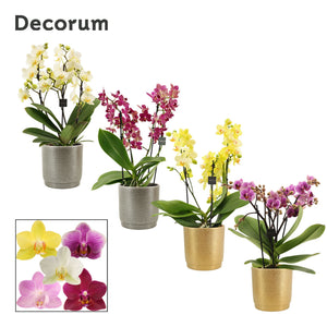 Dazzling Lausanne Phalaenopsis Orchid – 12cm Pot