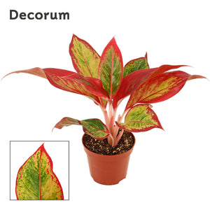 Aglaonema 'Red Fire' – 9cm Pot
