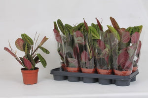 Maranta Fascinator Prayer Plant – 12cm Pot