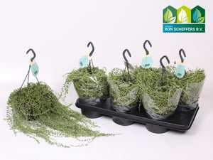 String of Pearls (Senecio herreianus) – 14cm Pot