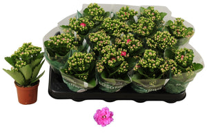 Pink Double Kalanchoe – 7cm Pot