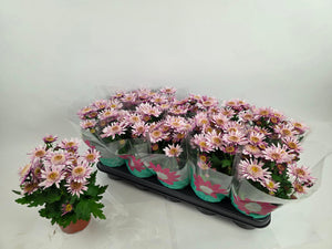 Purple Chrysanthemum (Chrysanthemum indicum) – 12cm Pot