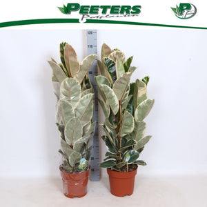 Ficus El Tineke Rubber Plant – 24cm Pot, 115cm Tall