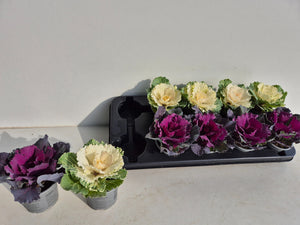 Mixed Ornamental Brassica – 9cm Pot